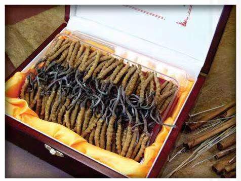 上栗冬虫夏草回收